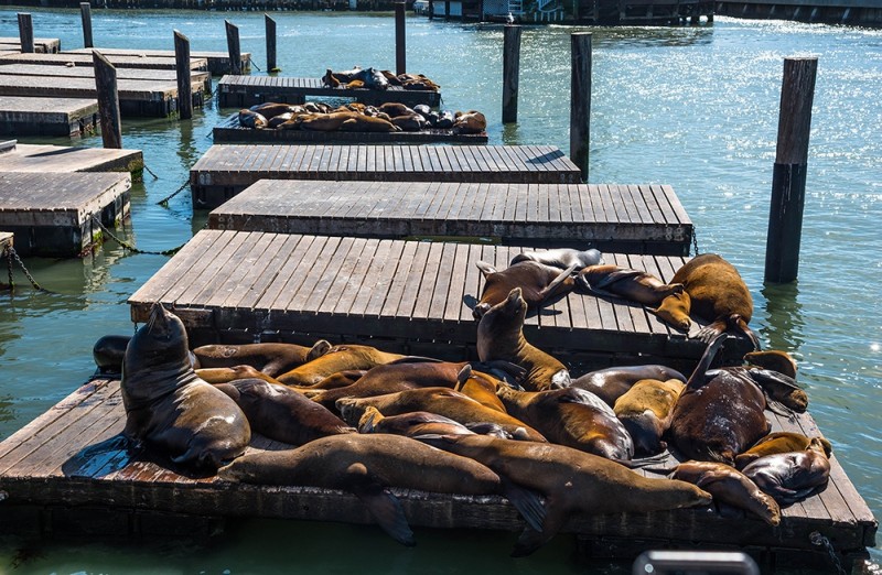 l_educational-tours-to-usa-pier-39