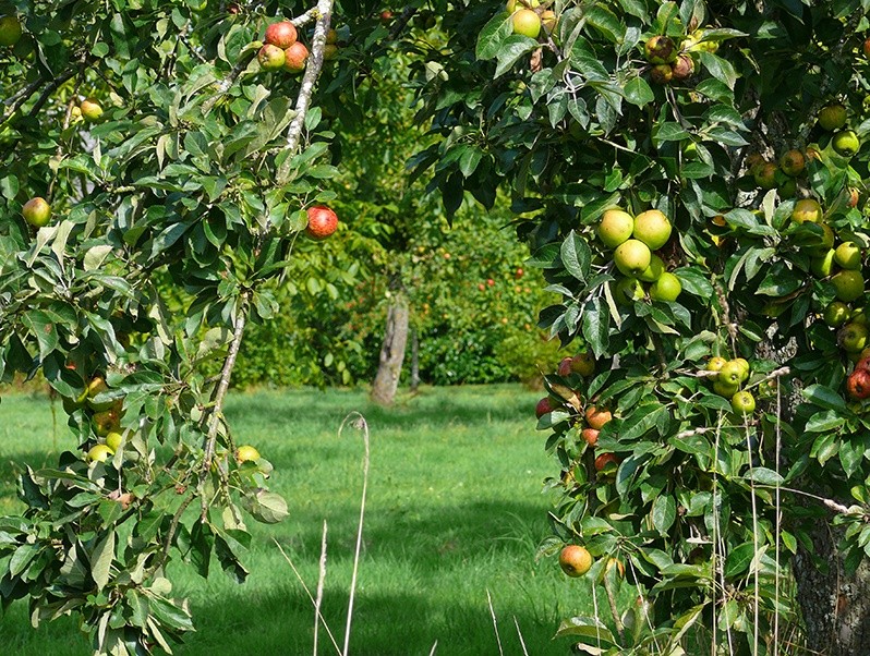 l_primary-school-residential-trips-cider-farm-2