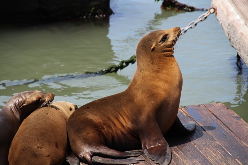 l_school-trips-america-pier-39