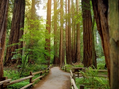 m_school-trips-to-california-muir