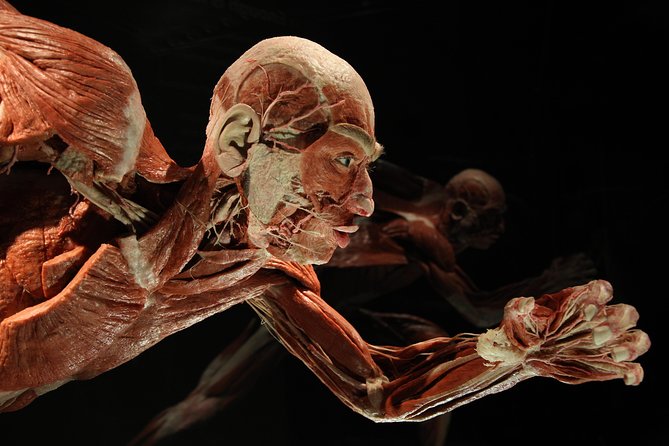 Bodyworlds Museum 2