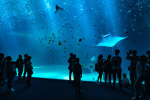 NAUSICAA – LE PLUS GRAND AQUARIUM D’EUROPE A BOULOGNE SUR MER