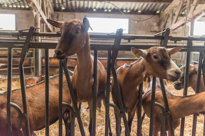 l_french-school-trips-goats-cheese-3