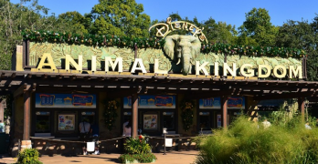 l_school_trips_disney_animal_kingdom.jpg-348×180