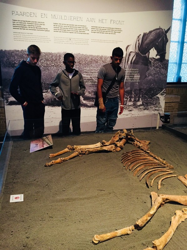 museum horse skeleton